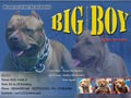 Big Boy Pitbull Kennel