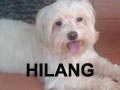 Anjing Maltese Hilang Di Bandung