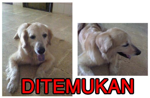 Diketemukan Golden retriever di Jl. Ring Road - JakBar