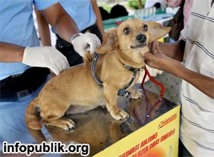 Pentingnya Vaksinasi Rabies pada Anjing di Jawa Barat