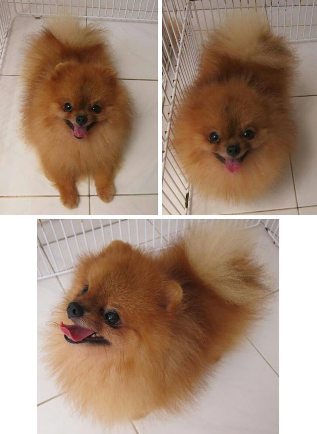 Movistar Little Rocky (Sosis)