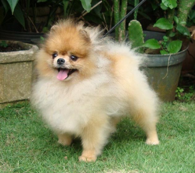 Boston Von Summer Spring (Cao-Cao)