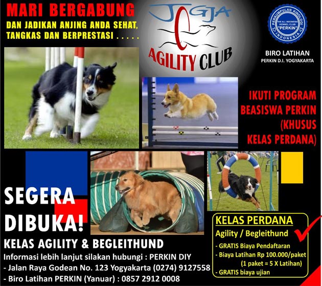 Mau Anjingnya Pintar? Ikuti Jogja Agility Club