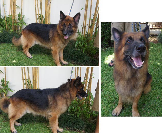 Century Von Hous Four'r