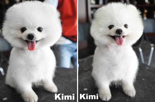 Pai Tuo of Chiao Li Ya FCI 