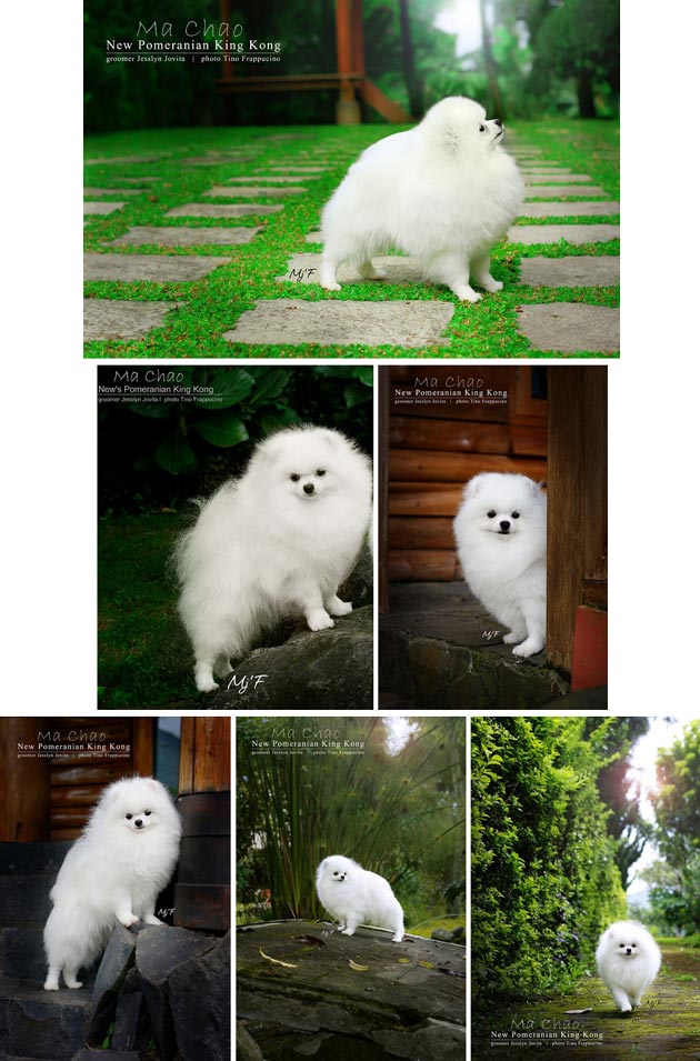 New's Pomeranian King Kong (Ma Chao)