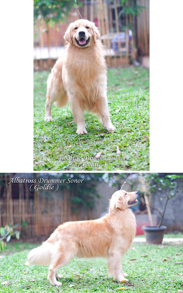 Albatross Drummer Sonor