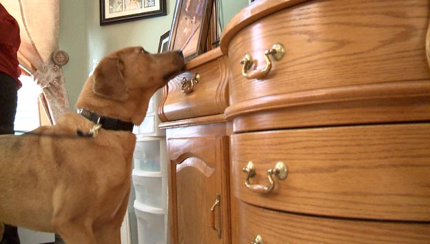 Sewa Anjing Pelacak, Endus Anak Narkoba 