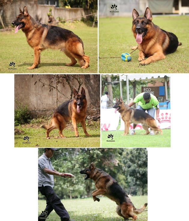 Ifo Von Gabriel Castle