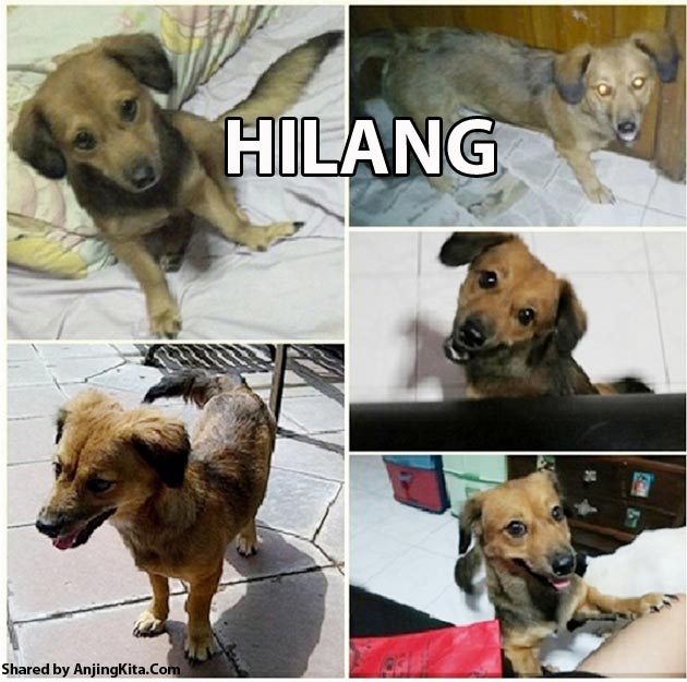 Anjing Hilang di Surabaya 