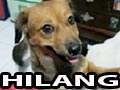 Anjing Hilang di Surabaya 