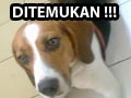 Anjing Beagle Ditemukan di BSD City