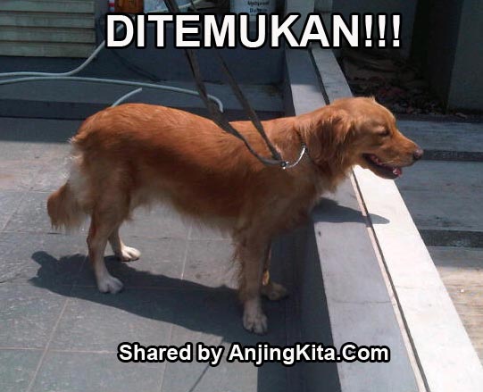 Anda Pemilik Anjing Golden Ini?