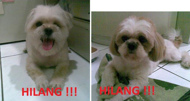 2 Ekor Anjing Hilang Di Taman Aries