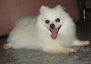 Krost Von Rising Sun