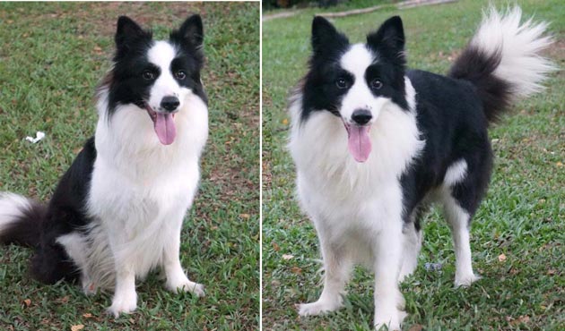 Pejantan Border Collie : INA.CH. Kerrybrent NZ-Connection