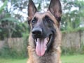 Pejantan Malinois : Blackhead's XXX, BH