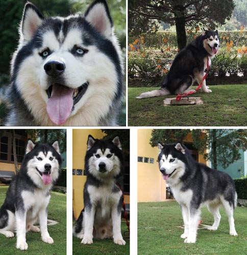 The Real Siberian Husky Stud: Oregon's Quinton