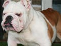 Pejantan Bulldog : Bullpawz Index