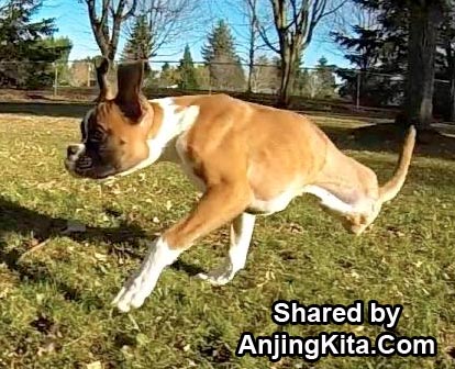 Anjing Ini Tetap Gembira Dengan 2 Kaki