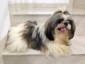 Pejantan Shih Tzu : Munk Von Lex 5U5