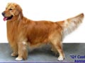 Pejantan Golden Retriever : Foster Von Q1 Castle