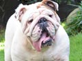 Pejantan Bulldog Import: Th.Ch.Tammy Lucky By Bigbone