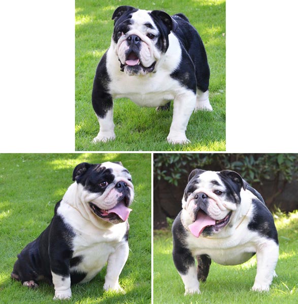 Pejantan Bulldog Import: Tammy Black Jack