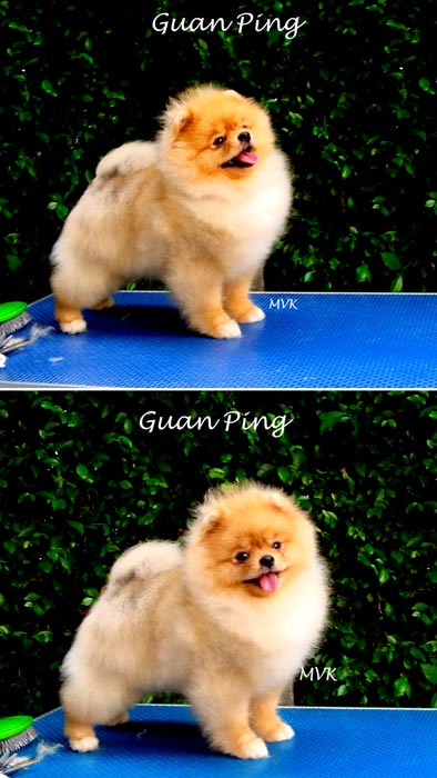 Pejantan Pomeranian : Summer Spring 