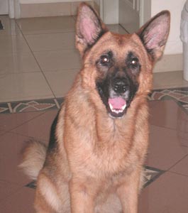 Dark Von Asereje ��Bro�