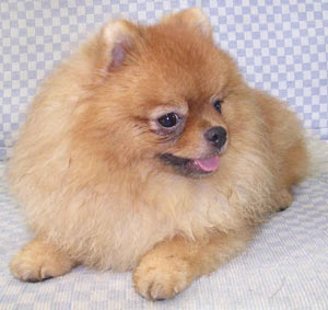 Amazing Grace Dinners Club