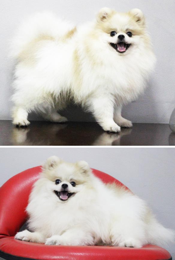 Pejantan Pom Party Color : Funky Pom Prince Of Legend 