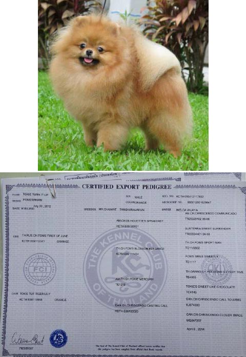 Pejantan Pomeranian: BJIS RBIS Tokie Turn It Up