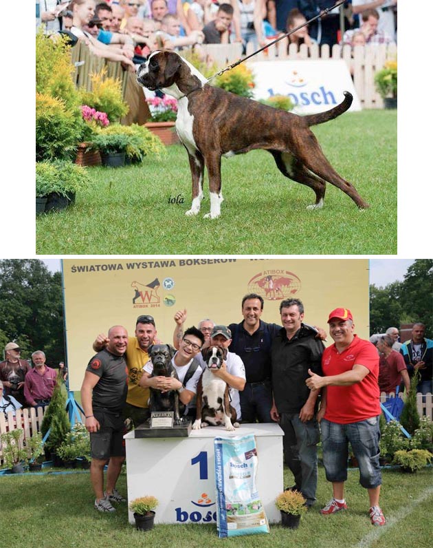 Klub Boxer Indonesia Juara ATIBOX 2014