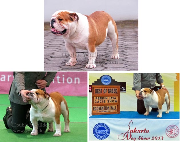 Th.Ch.Culverhay Rapscallion