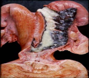 Infeksi Rahim (Metritis) pada Anjing