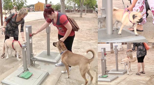 Toilet Umum Khusus Anjing Di Spanyol