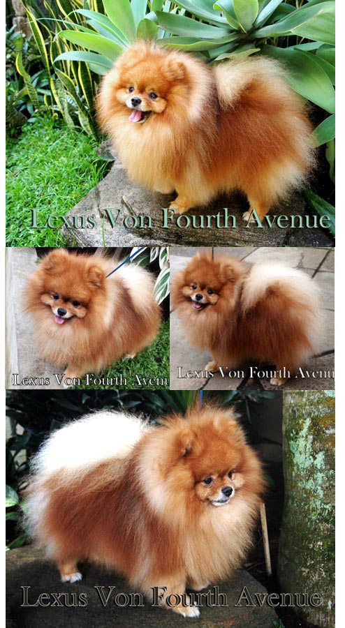 Pejantan Pomeranian : Aaron Lexus Von Fourth Avenue