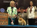 Joe Hauze Pomeranian Kennel