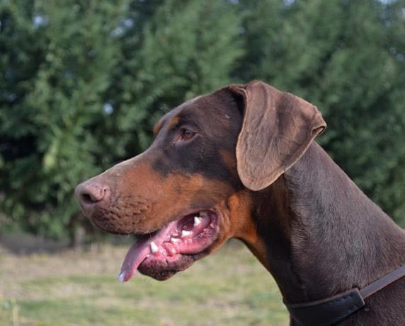 Multi Champion Boza Bestline v.Jahrestal