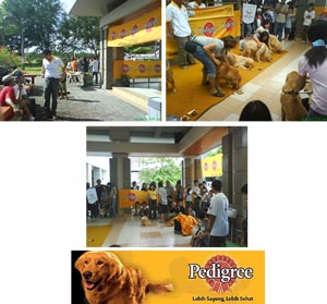 Serunya Acara PEDIGREE� DOG RUN SPECIAL