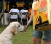 Liputan PEDIGREE� Dogs Gathering