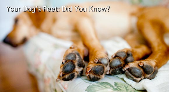 Tips Merawat Telapak Kaki Anjing