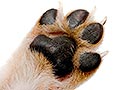 Tips Merawat Telapak Kaki Anjing