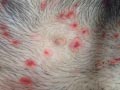 Ringworm, Dermatophytosis Pada Anjing