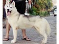 Pejantan Husky Kualitas Import Line