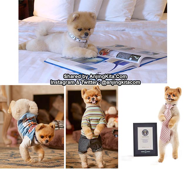 Jiff, Si Anjing Tercepat 2 Kaki