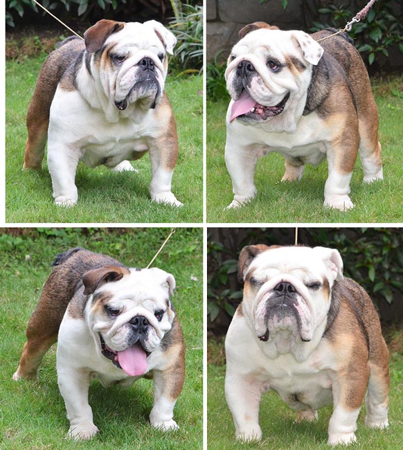Pejantan English Bulldog : Piglet Von Oliver Bulls
