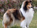 Rough Collie Breed Standard (FCI)
