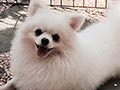 Pejantan Pomeranian Putih : Shiro Von Google Five